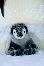 Emperor Penguin (Aptenodytes forsteri) adult brooding chick on feet, Weddell Sea Antarctica