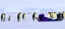 Person in purple coat photographing Emperor Penguins (Aptenodytes forsteri) at the Dawson-Lambton Glacier, Weddell Sea, Antarctica. No release available.