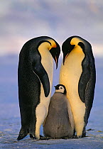 Emperor Penguin (Aptenodytes fosterii) pair with chick Weddell Sea, Antarctica, November