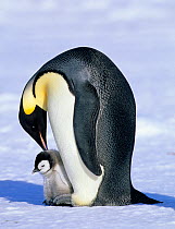 Emperor Penguin (Aptenodytes forsteri) with chick, Cape Crozier, Ross Sea, Antarctica