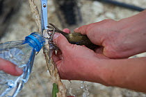 Blackcap (Sylvia atricapilla) being released from limestick by using water to make lime more soluble Cyprus, September 2011