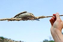 Red-backed Shrike (Lanius collurio) illegally trapped on limestick in olive grove in autumn Cyprus, September 2011