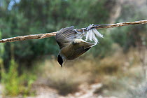 Blackcap (Sylvia atricapilla) illegally trapped on limestick for use as ambelopulia, a traditional dish of songbirds Cyprus, September 2011