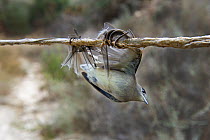 Blackcap (Sylvia atricapilla) illegally trapped on limestick for use as ambelopulia, a traditional dish of songbirds Cyprus, September 2011