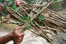 BirdLife Field Officer with limesticks found set illegally in an olive grove in autumn Cyprus, September 2011