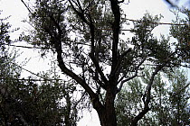 Limesticks illegally set in an olive tree to trap migratory birds for ambelopoulia Cyprus, September 2011