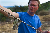 Martin Hellicar from Birdlife Cyprus, holding a limestrick with trapped Blackcap Cyprus, September 2011