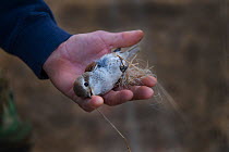 Red-backed Shrike (Lanius collurio) cut out from a trappers illegal mist net Cyprus, September 2011