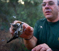 Christakis an officer from the British Sovereign Base Police at Dekeleia Cyprus, extracting an illegally trapped Blackcap from a mist net in olive grove. Bird would be used to serve as a delicacy in r...