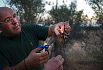 Officer from the British Sovereign Base Police at Dekeleia Cyrus extracting an illegally trapped Great Reed Warbler from a mist net in olive grove. Bird would be used to serve as a delicacy in resaura...