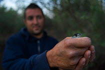 Officer from the British Sovereign Base Area Police anti trapping unit at Dekeleia holds a Blackcap (Sylvia atricapilla) rescued from an illegal trappers mist nest in Cyprus, September 2011