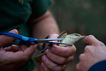 Person cutting Great Reed Warbler (Acrocephalus arundiaceus) from an illegal mist net in olive grove, the bird would have been killed and sold as a delicacy to restaurants, known as ambelopoulia. Cypr...