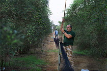 Police officer dismantles illegal mist nets in olive grove in Dekelia Sovereign Base Area of Cyprus. Birds would have been trapped and sold as the food delicacy ambelopoulia. September 2011.