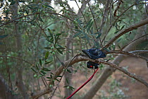 Speaker attached to sound system, to play bird song to attract songbirds, which are illegally caught and sold as ambelopoulia, a traditional dish of songbirds, Cyprus, September 2011