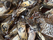 Seized dead birds from raid on illegal trapping operatuon by the Game Fund in Republic of Cyprus area, birds include Cuckoo (Cuculus canorus), many Blackcaps (Sylvia atricapilla), Spotted Flycatchers...