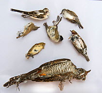 Seized dead birds from raid on illegal trapping operatuon by the Game Fund in Republic of Cyprus area, birds include Cuckoo (Cuculus canorus),  Blackcap (Sylvia atricapilla), Spotted Flycatcher (Musci...