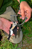 Black-eared Wheatear, male (Oenanthe hispanica) in spring / clap  trap illegally trapped on island of Ponza, Italy, April 2012