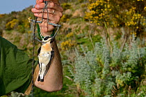 Activist from CABS (campaign against bird slaughter) holding a Black-eared Wheatear (male) (Oenthe hispanica) in spring / clap trap, illegally trapped on island of Ponza, Italy April 2012