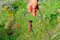 Redstart (Phoenicurus phoenicurus) migrant male caught in spring trap (also known as a clap trap or sep trap) Ponza, Italy, April 2012
