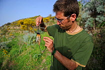Activist from CABS (Campaign Against Bird Slaughter) holding a Redstart (Phoenicurus phoenicurus) migrant male caught in spring trap (also known as clap trap or sep trap) Ponza Italy April 2012