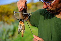 Activist from CABS (Campaign against Bird Slaughter) holding a Redstart (Phoenicurus phoenicurus) migrant male caught in spring trap (also known as clap trap or sep trap) Ponza Italy April 2012