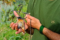 Activist from CABS (Campaign against Bird Slaughter) holding a Redstart (Phoenicurus phoenicurus) migrant male caught in spring trap (also known as clap trap or sep trap) Ponza, Italy, April 2012