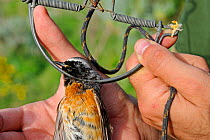 Redstart (Phoenicurus phoenicurus) migrant male caught in spring / clap trap (also known as sep trap) Ponza, Italy, April 2012