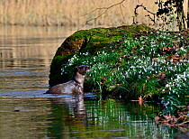 Eurasian River Otter (Lutra lutra) on River Thet, near the river bank, Thetford, Norfolk, March