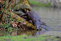 Eurasian River Otter (Lutra lutra) walking into River Thet, Thetford, Norfolk, March