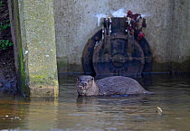 Eurasian River Otter (Lutra lutra) on River Thet, in Thetford town centre,Thetford, Norfolk, March