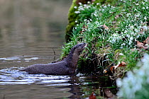 Eurasian River Otter (Lutra lutra) climbing out of River Thet, Thetford, Norfolk, March