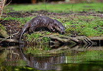 Eurasian River Otter (Lutra lutra) on the riverbank of the River Thet, Thetford, Norfolk, March
