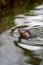 Eurasian River Otter (Lutra lutra) swimming in River Thet, Thetford, Norfolk, March