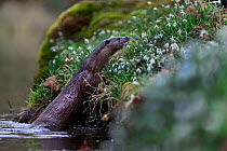Eurasian River Otter (Lutra lutra) climbing out of River Thet, Thetford, Norfolk, March
