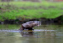 Eurasian River Otter (Lutra lutra) with mouth open, in River Thet, Thetford, Norfolk, March