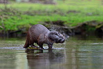 Eurasian River Otter (Lutra lutra) shaking,  River Thet, Thetford, Norfolk, March