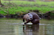 Eurasian River Otter (Lutra lutra) on River Thet, Thetford, Norfolk, March