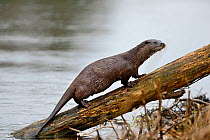 Eurasian River Otter (Lutra lutra) climbing wooden log, River Thet, Thetford, Norfolk, March
