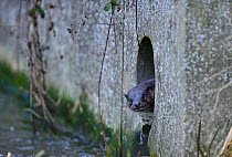 Eurasian River Otter (Lutra lutra) looking out of concrete drainage pipe, River Thet, in Thetford twn centre,Thetford, Norfolk, March