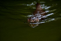 Eurasian River Otter (Lutra lutra) swimming in River Thet, Thetford, Norfolk, March