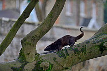 Eurasian River Otter (Lutra lutra) climbing tree on River Thet, Thetford, Norfolk, March