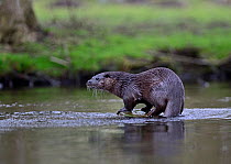 Eurasian River Otter (Lutra lutra) on River Thet, Thetford, Norfolk, March