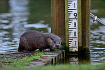 Eurasian River Otter (Lutra lutra) next to depth marker at sluice on River Thet, Thetford, Norfolk, March