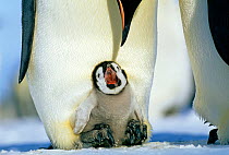 Emperor Penguins (Aptenodytes forsteri) chick on parents feet, begging for food, Weddell Sea, Antarctica