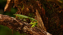 Hooded mantis (Choeradodis rhombifolia) eating katydid prey, Costa Rica. Sequence 2/2.