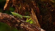 Hooded mantis (Choeradodis rhombifolia) catching katydid prey, Costa Rica. Sequence 1/2.