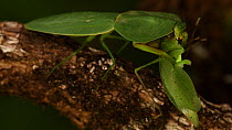Hooded mantis (Choeradodis rhombifolia) eating katydid prey, which is still waving its legs, Costa Rica.
