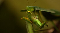 Hooded mantis (Choeradodis rhombifolia) eating katydid prey, Costa Rica.
