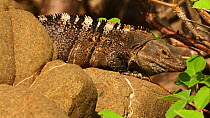 Male Spiny-tailed iguana / Black iguana / Black ctenosaur (Ctenosaura similis) displaying by bobbing head, Costa Rica.
