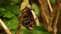 Adult Common morpho butterfly (Morpho peleides) emerging from chrysalis, Costa Rica. Sequence 3/4.